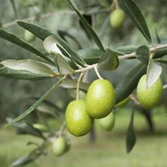 Глобальное производство и упаковка оливкового масла